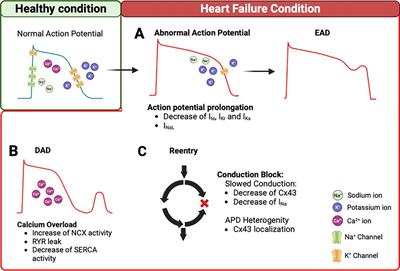 Ion channel trafficking implications in heart failure